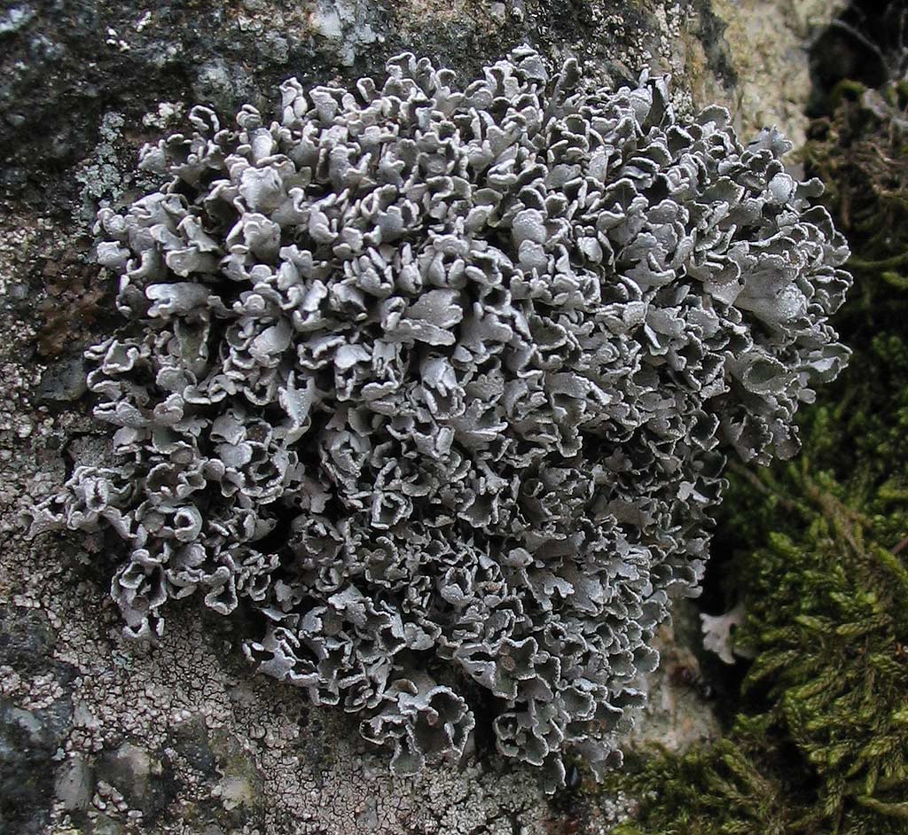 Sulle rocce granitiche