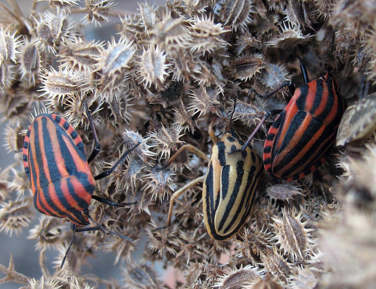 Graphosoma semipunctatum giallo!