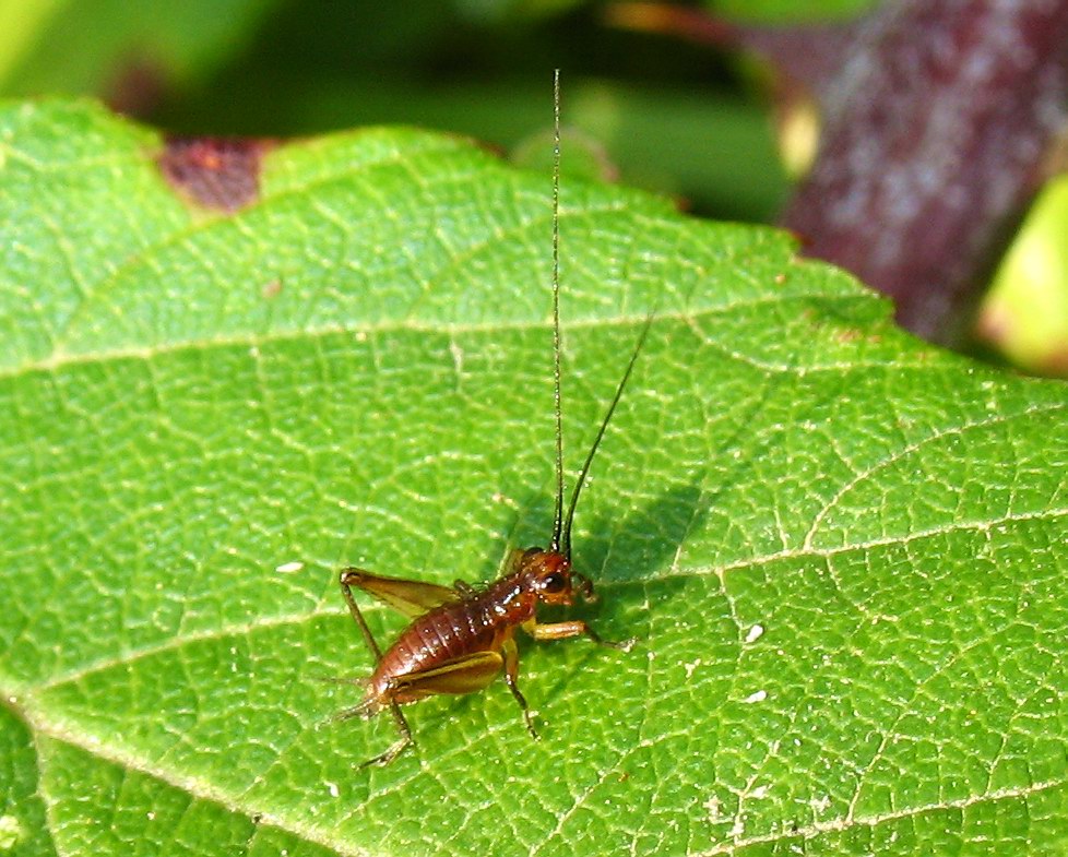 Trigonidium cicindeloides (neanide)