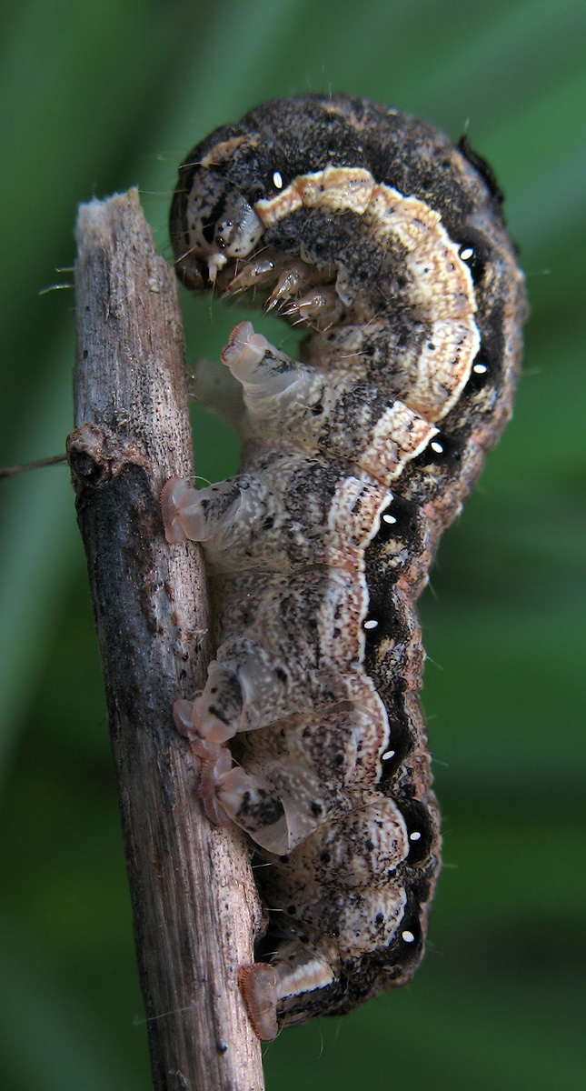 Grosso bruco su Asphodelus aestivus