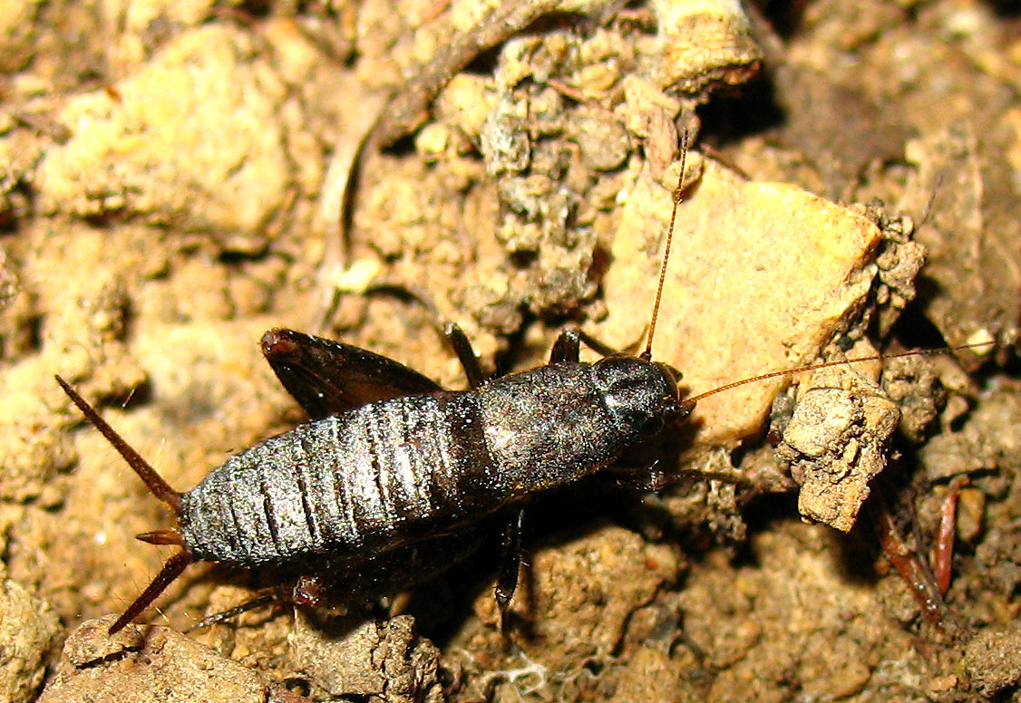 Mogoplistes brunneus (Mogoplistidae) all''Isola d''Elba