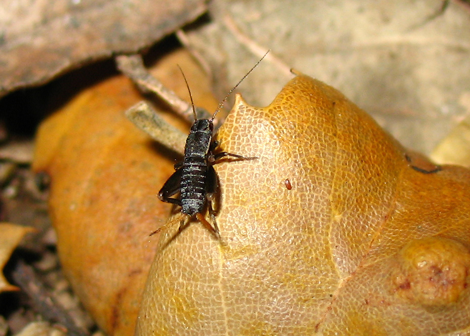 Mogoplistes brunneus (Mogoplistidae) all''Isola d''Elba