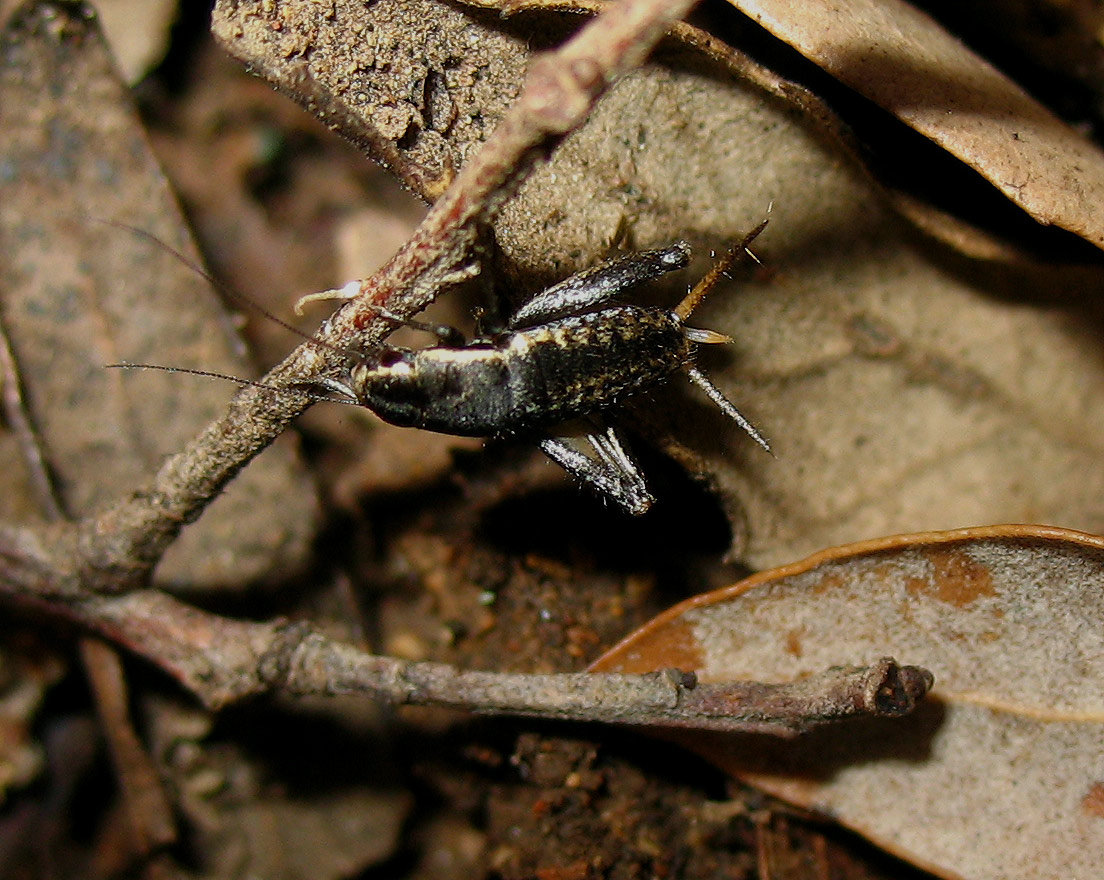 Mogoplistes brunneus (Mogoplistidae) all''Isola d''Elba