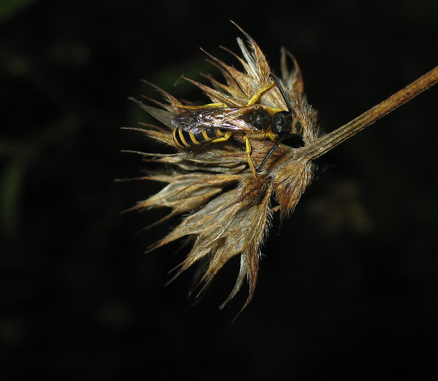 Apidae Halictinae: Halictus sp.