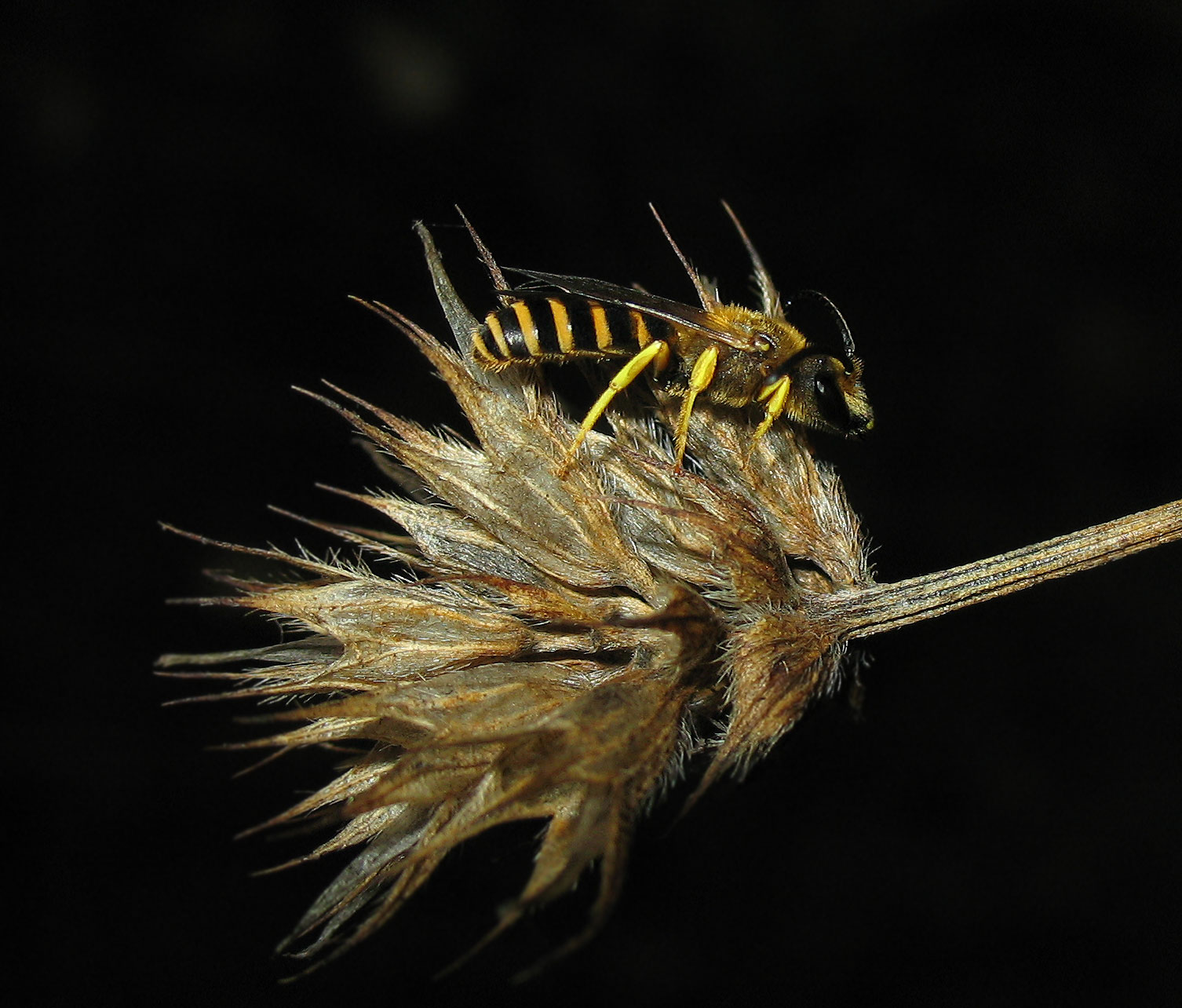 Apidae Halictinae: Halictus sp.