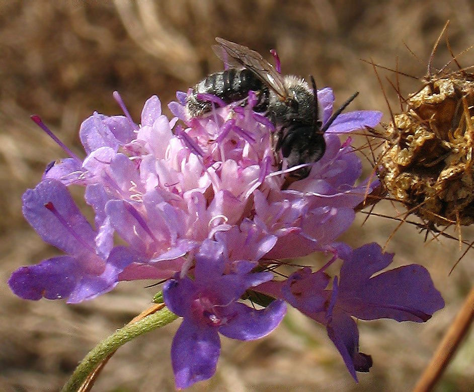 Lasioglossum sp.