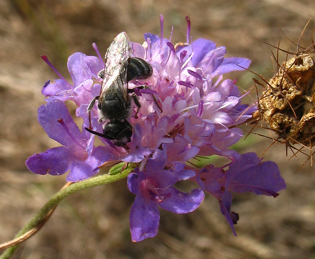 Lasioglossum sp.