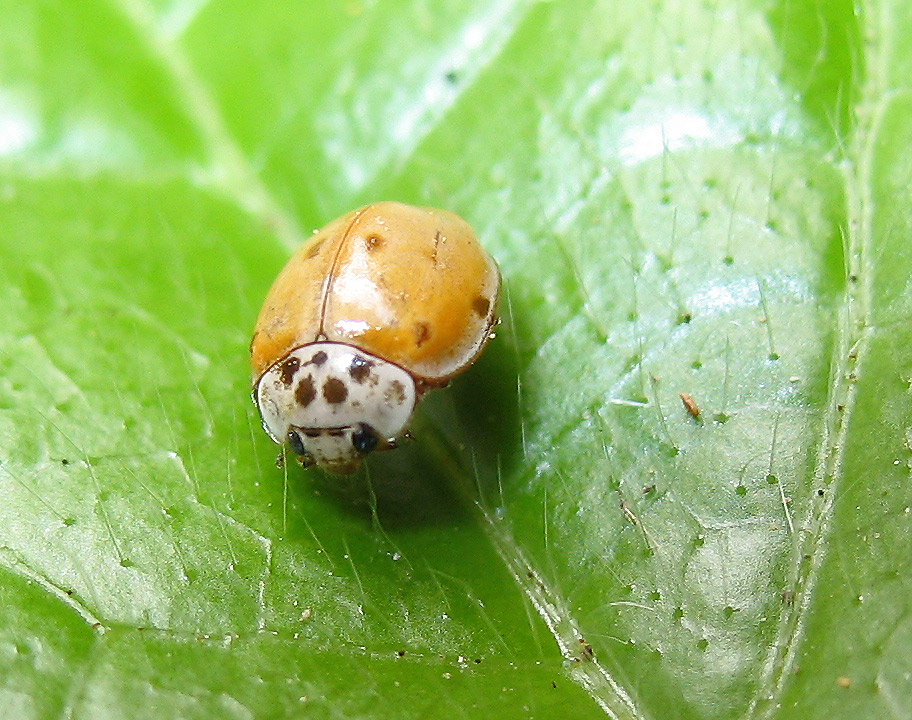 Harmonia quadripunctata con 6 punti: no, Adalia decempunctata