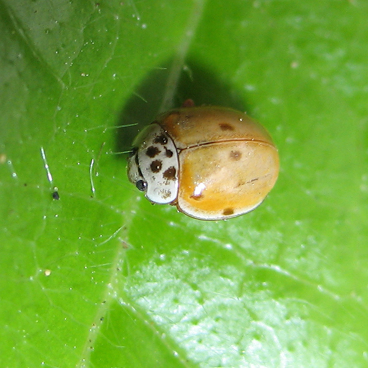 Harmonia quadripunctata con 6 punti: no, Adalia decempunctata