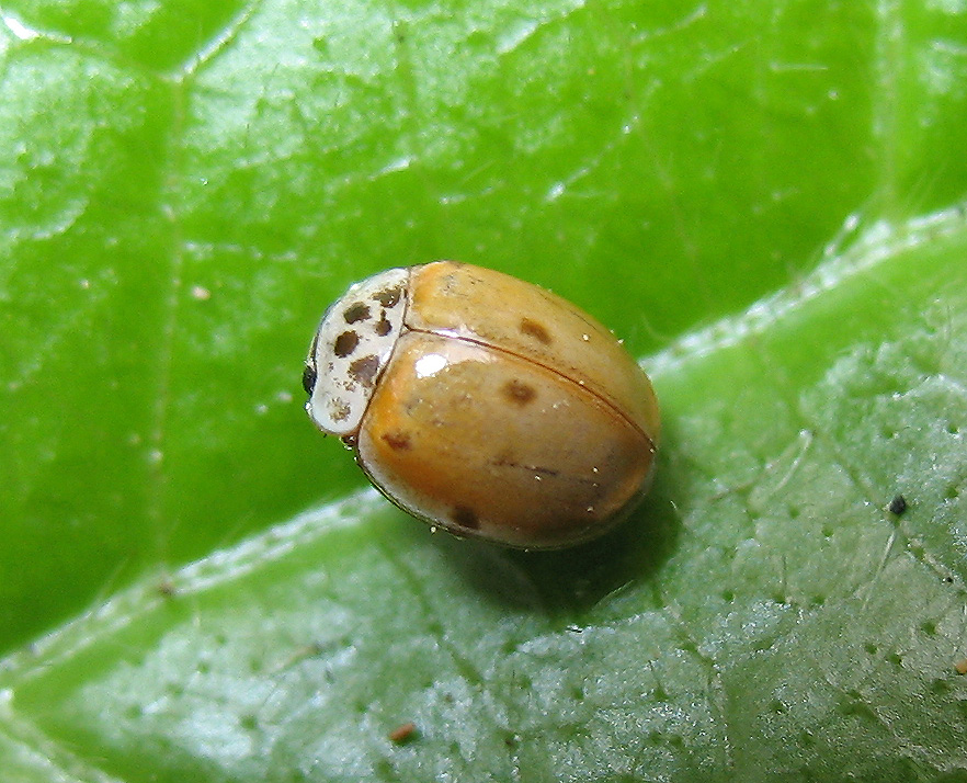 Harmonia quadripunctata con 6 punti: no, Adalia decempunctata