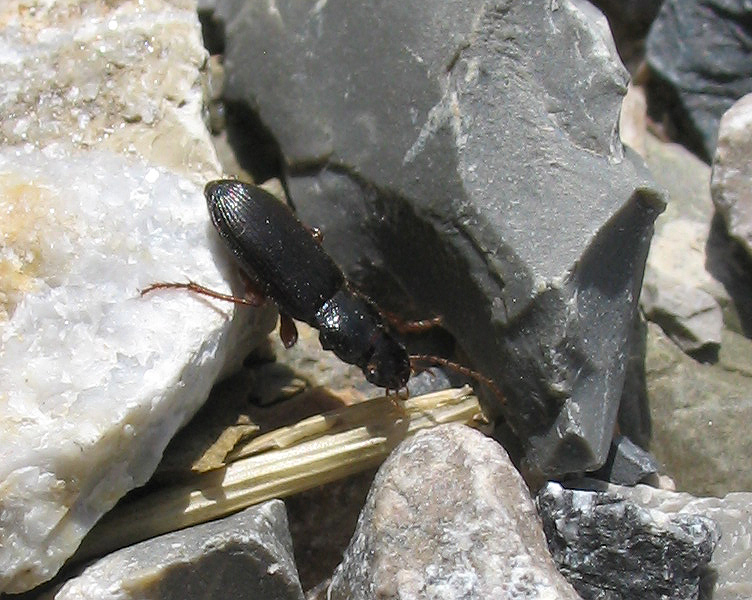 Piccolo Carabidae