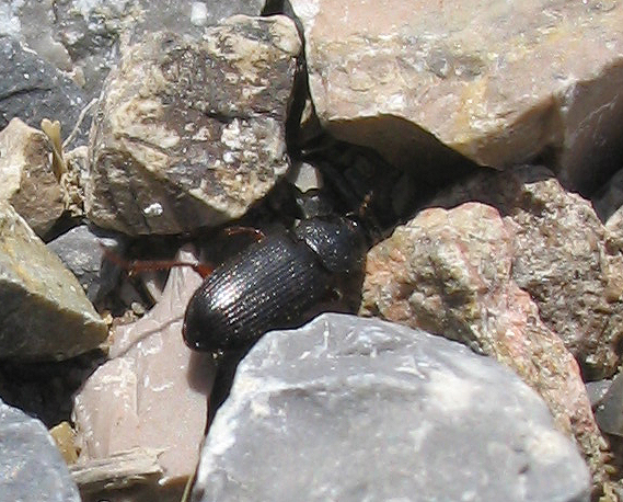 Piccolo Carabidae