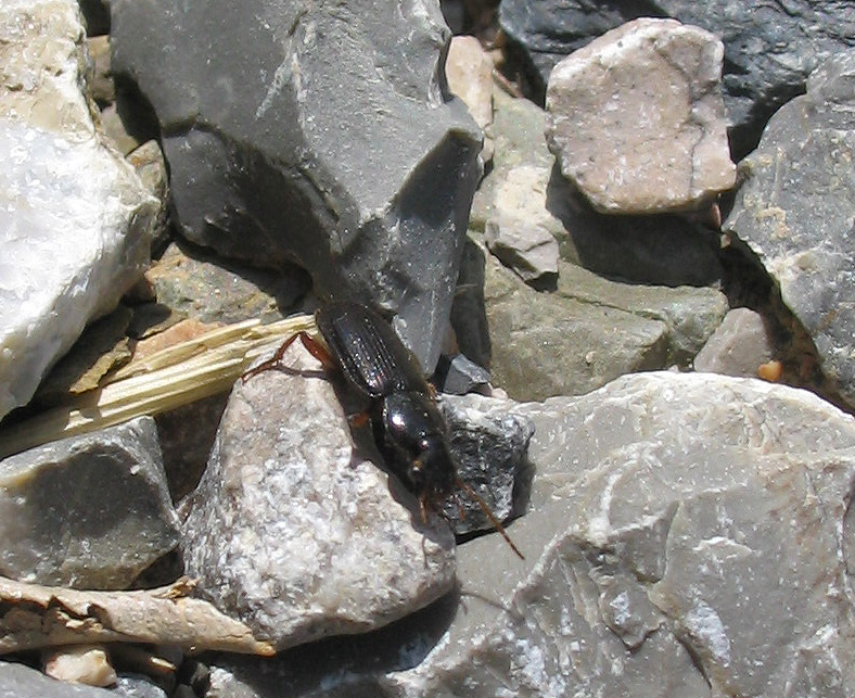 Piccolo Carabidae