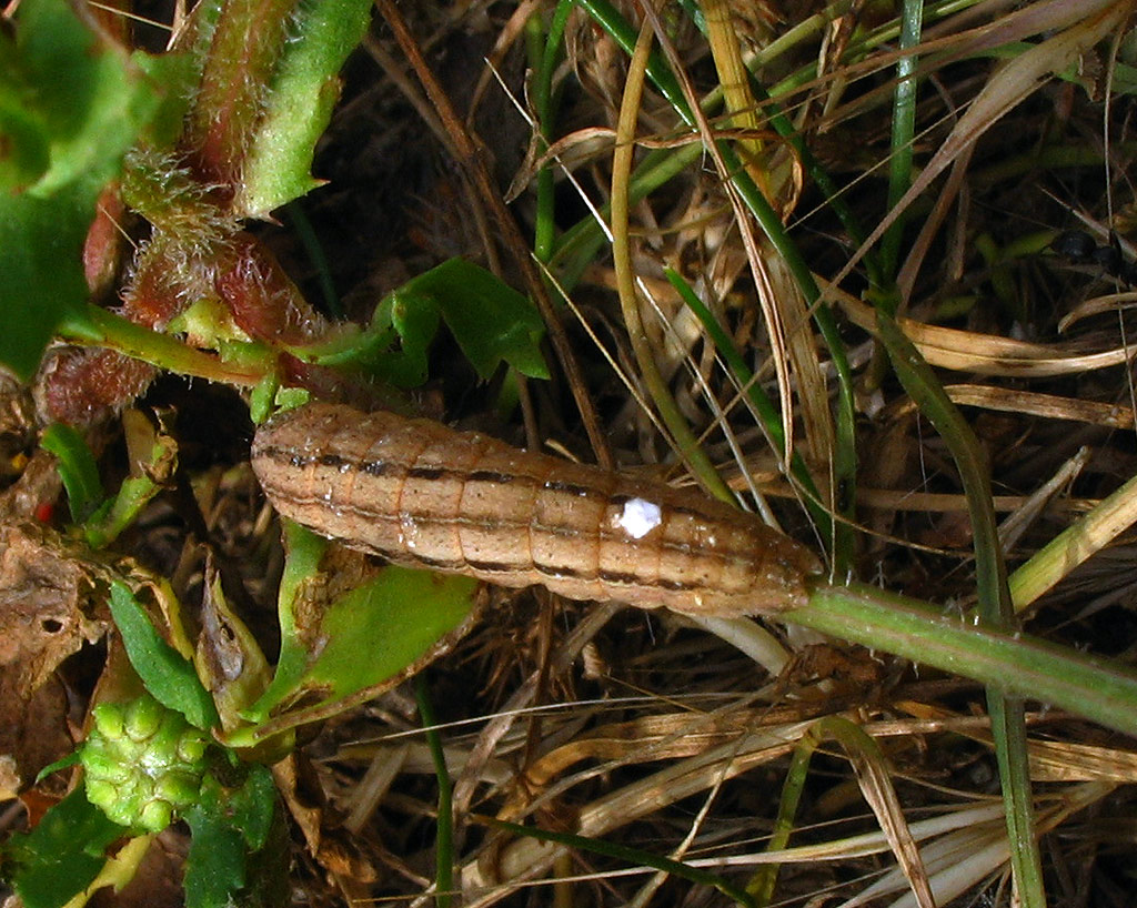 Bruchi di Mythimna (Noctuidae)