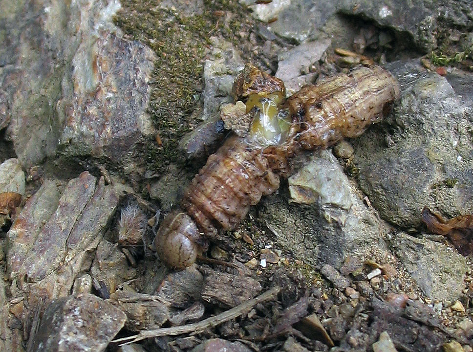 Bruchi di Mythimna (Noctuidae)