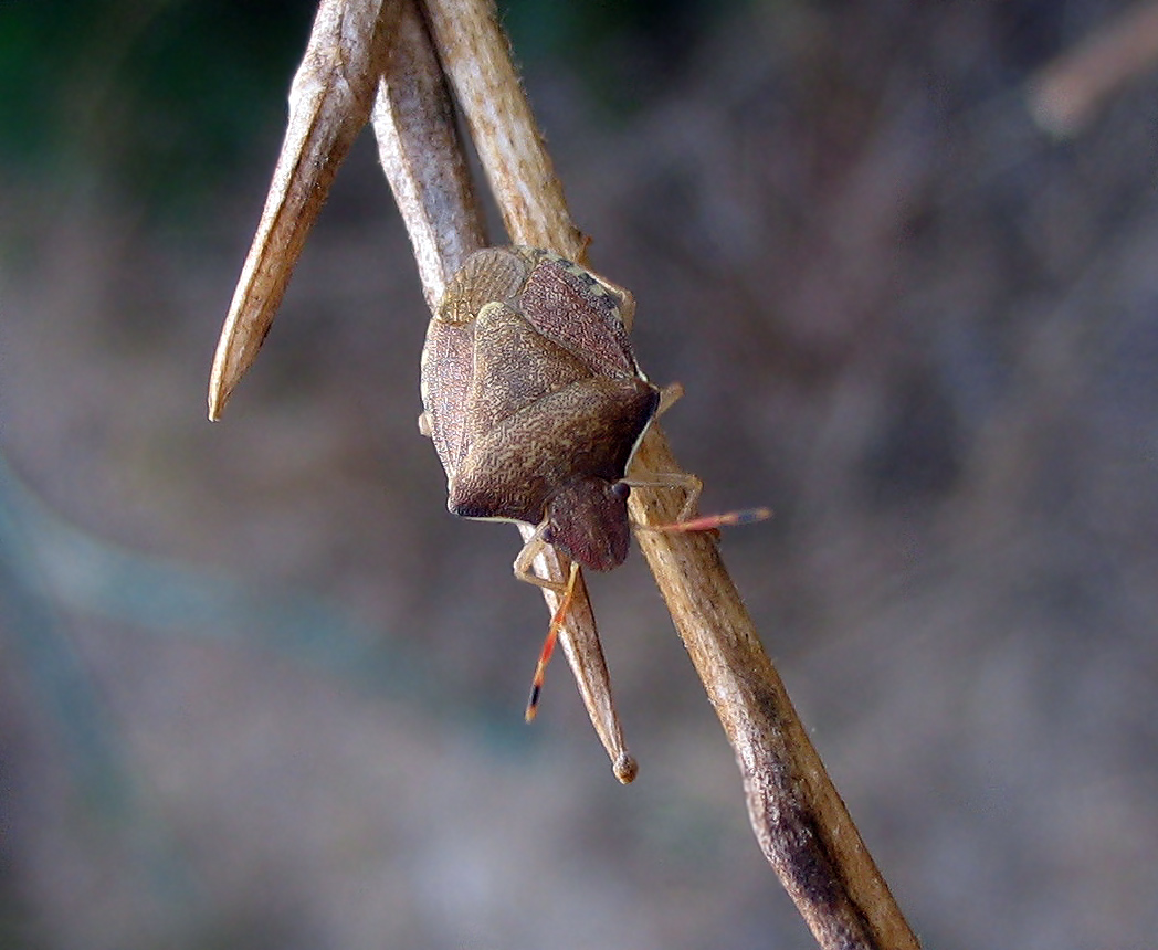 Pentatomidae: Holcosthetus strictus