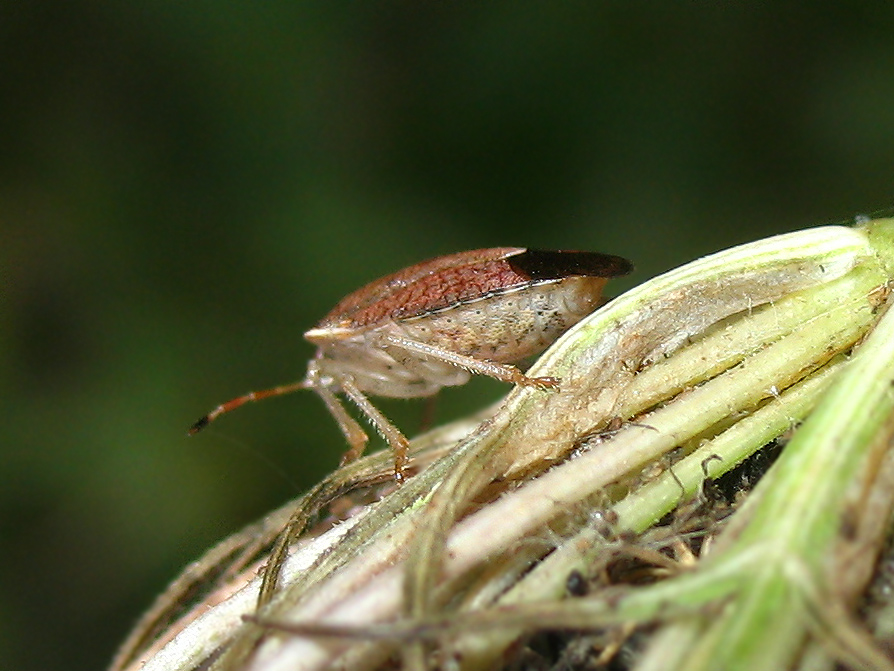 Holcostethus strictus??