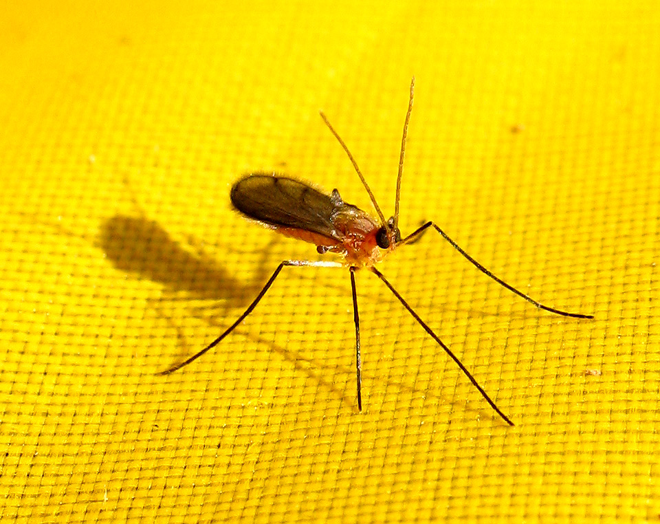 Hybotidae?