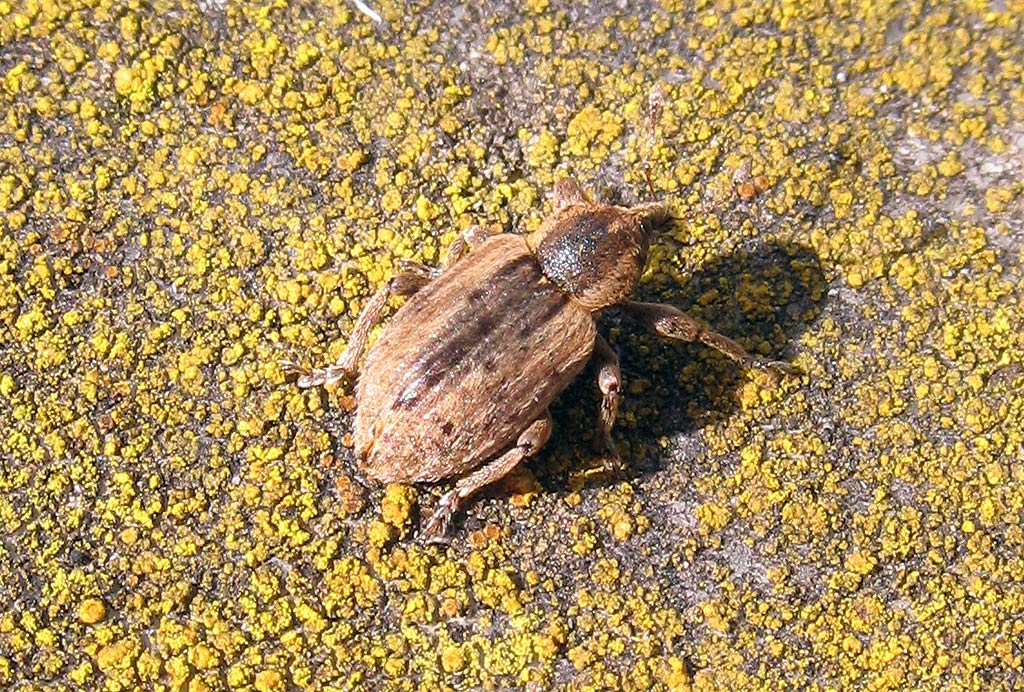 Curculionidae: Hypera sp.?