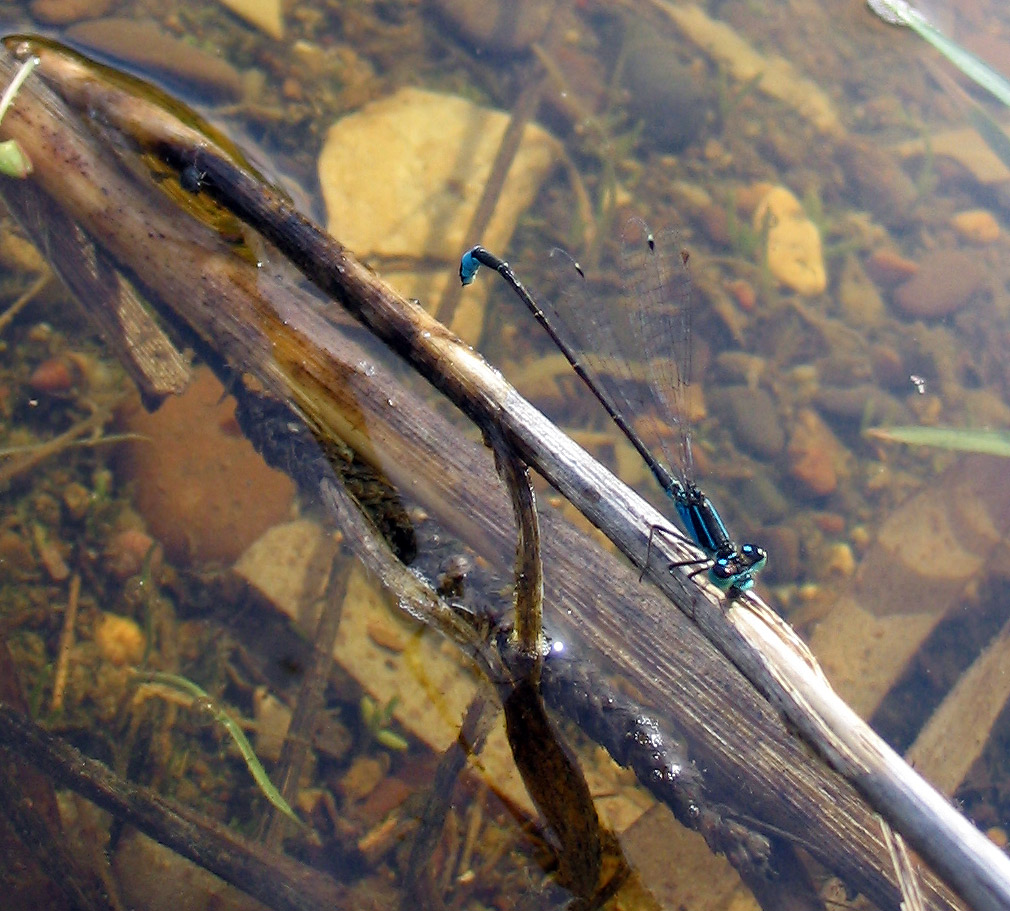 Coenagrionidae: Ichnura sp.