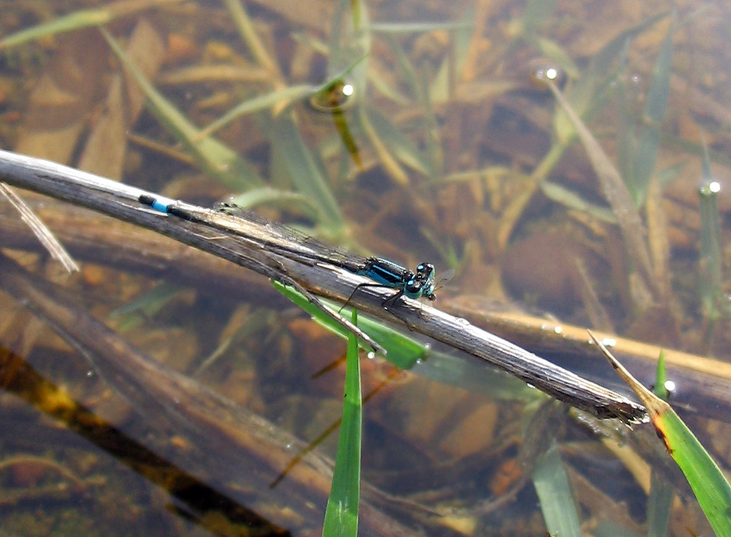 Coenagrionidae: Ichnura sp.
