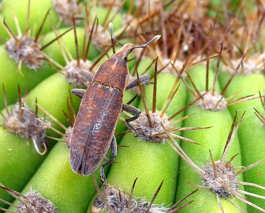 Curculionidae: Lixus sp.