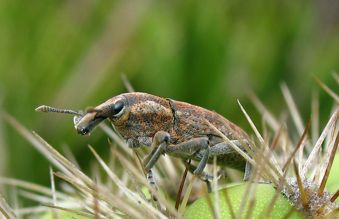 Curculionidae: Lixus sp.