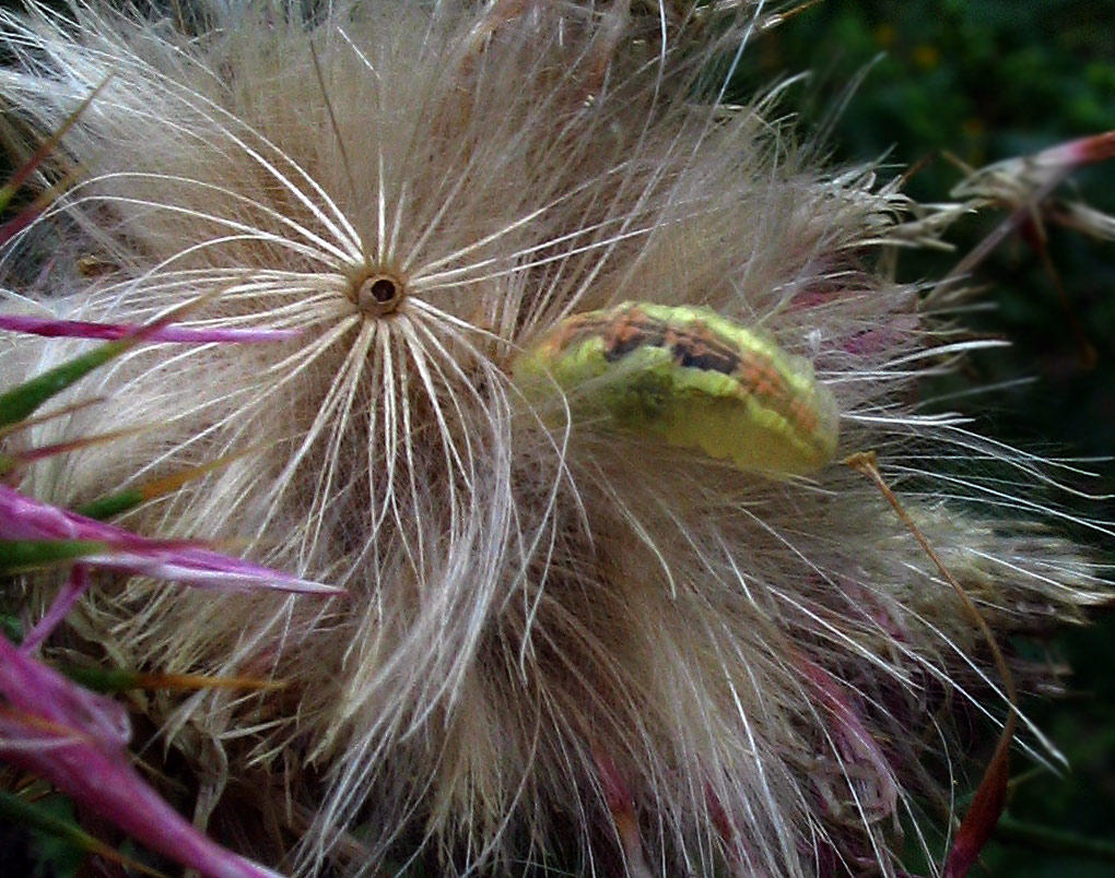 Larva di Syrphidae