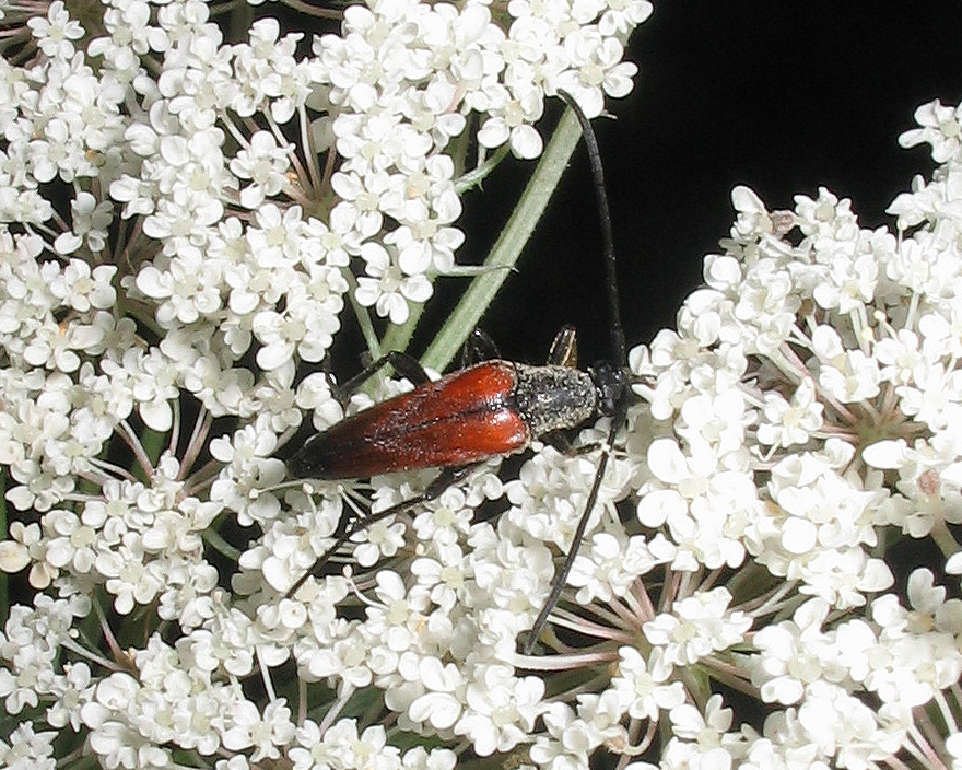 Cerambycidae: Leptura bifasciata?