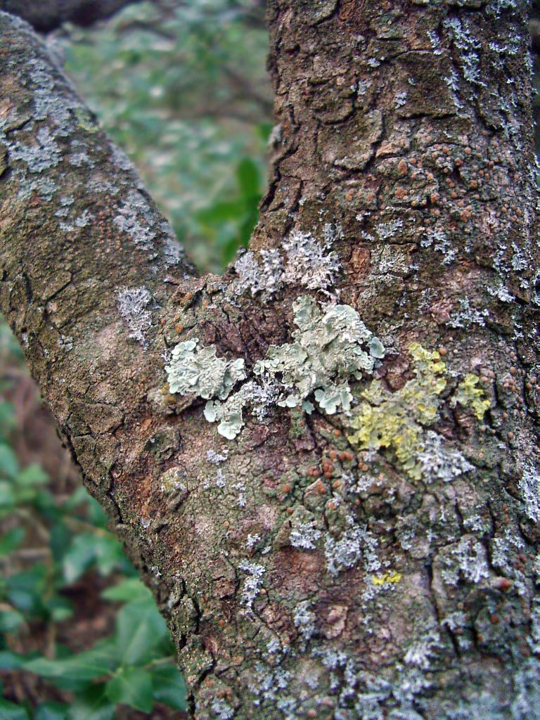 Licheni su corteccia