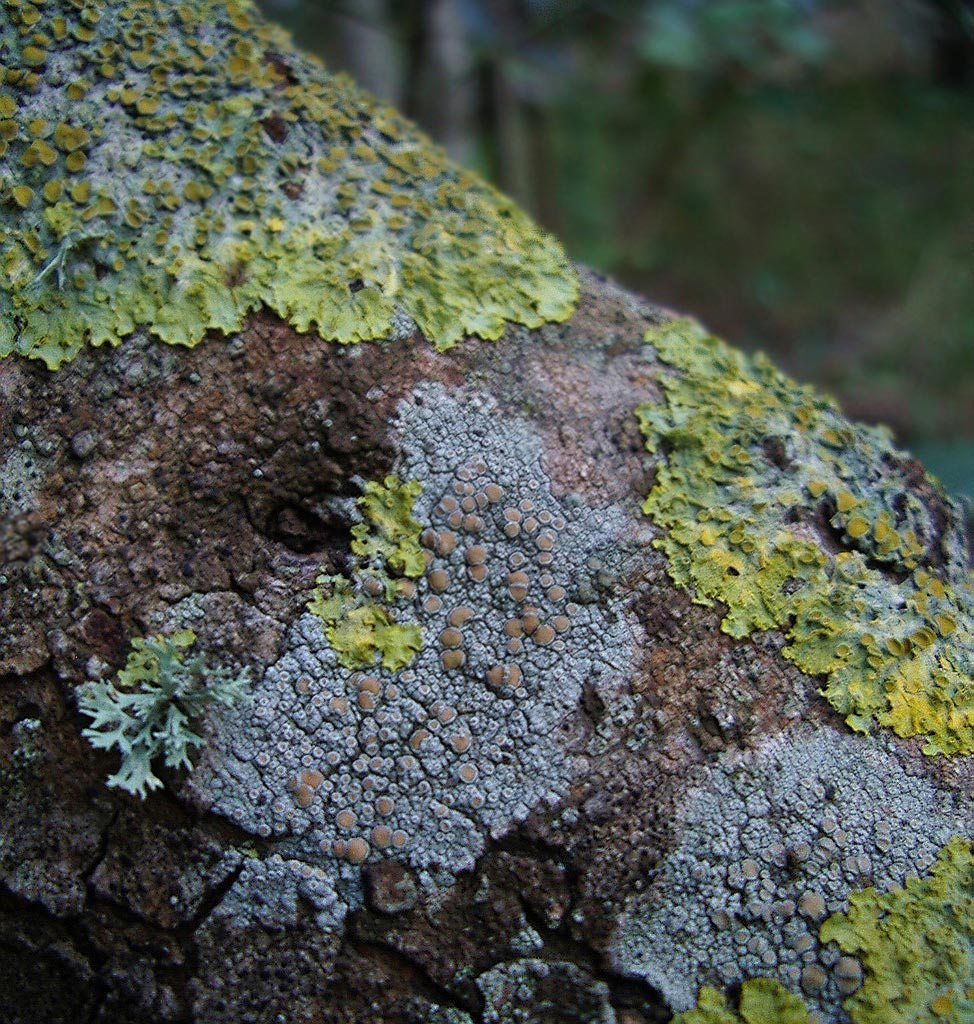 Licheni su corteccia