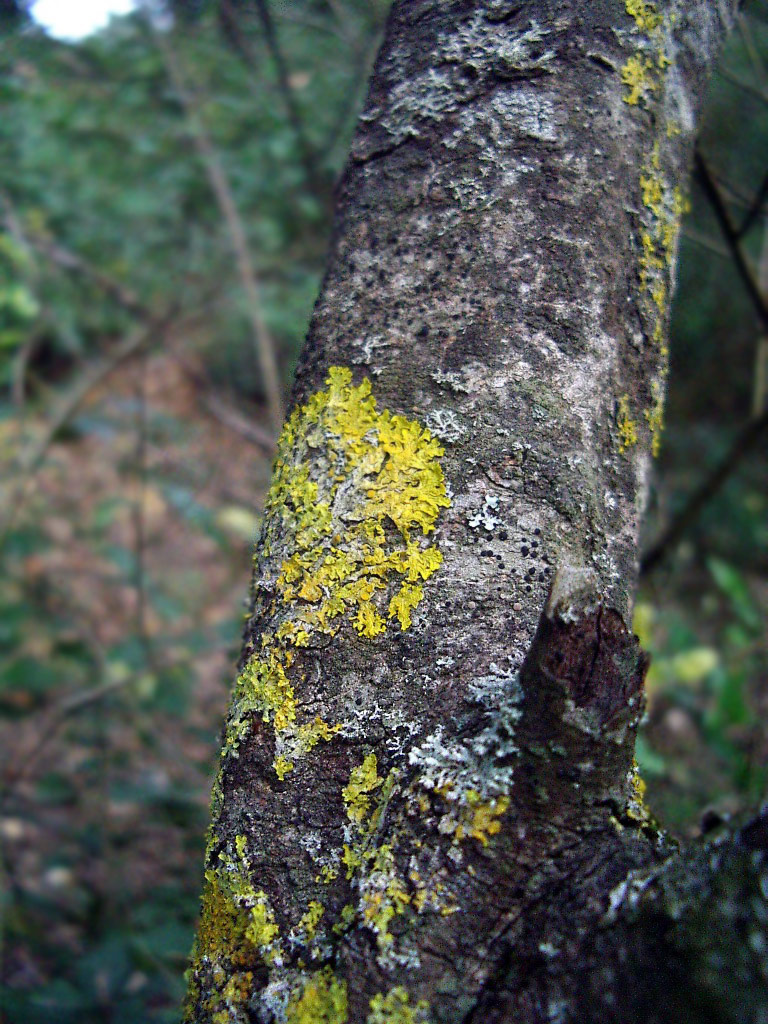 Licheni su corteccia