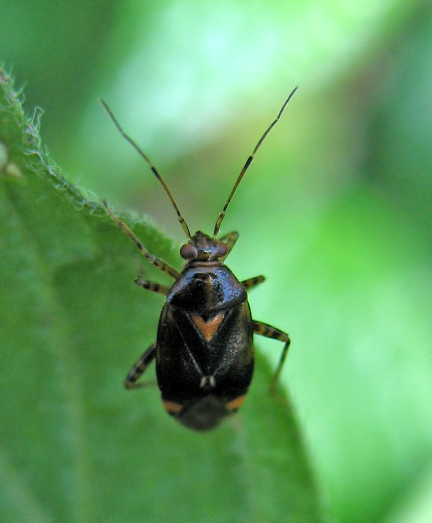 Liocoris tripustulatus?