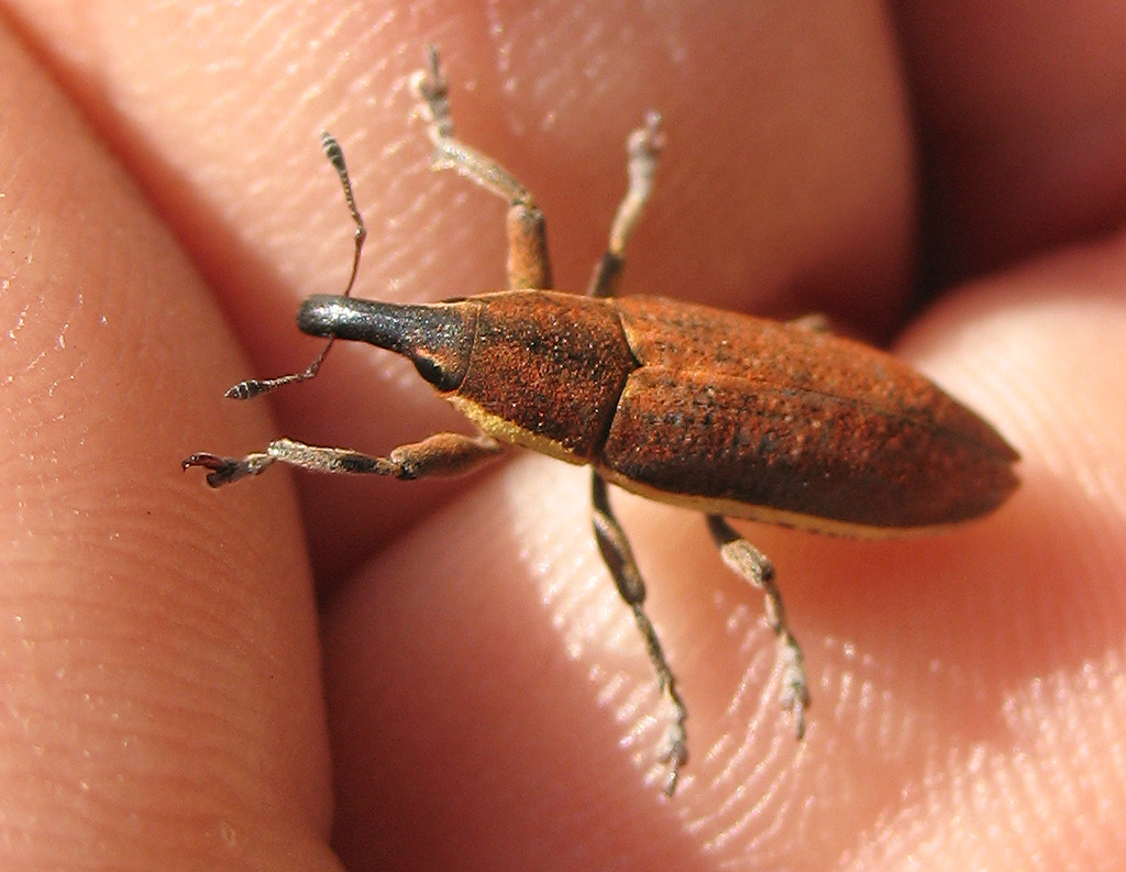Lixus albomarginatus?