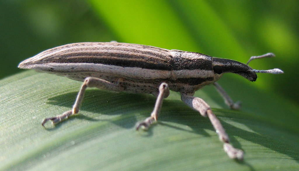 Lixus anguinus - Curculionidae