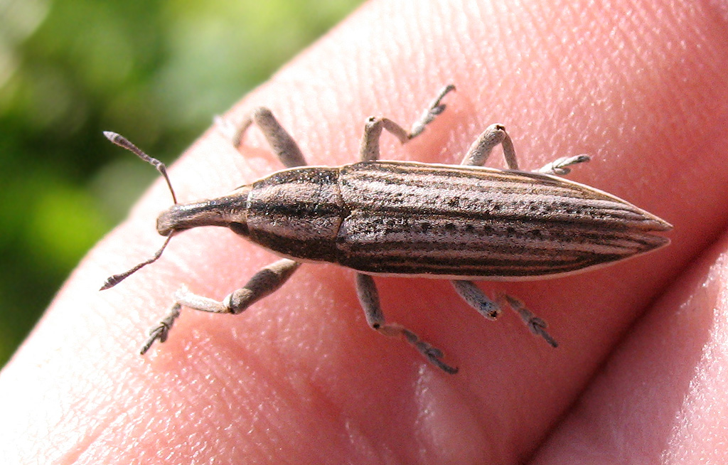 Lixus anguinus - Curculionidae