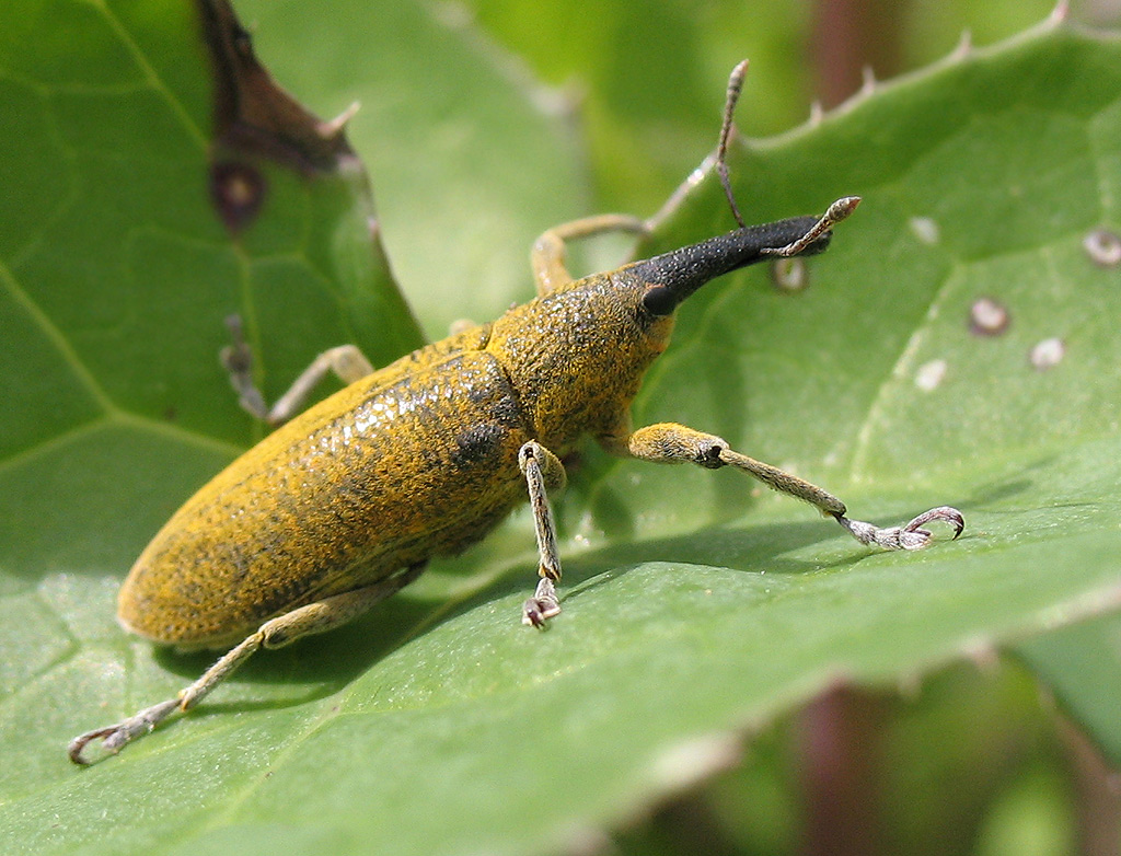 Lixus pulverulentus... ancora lui