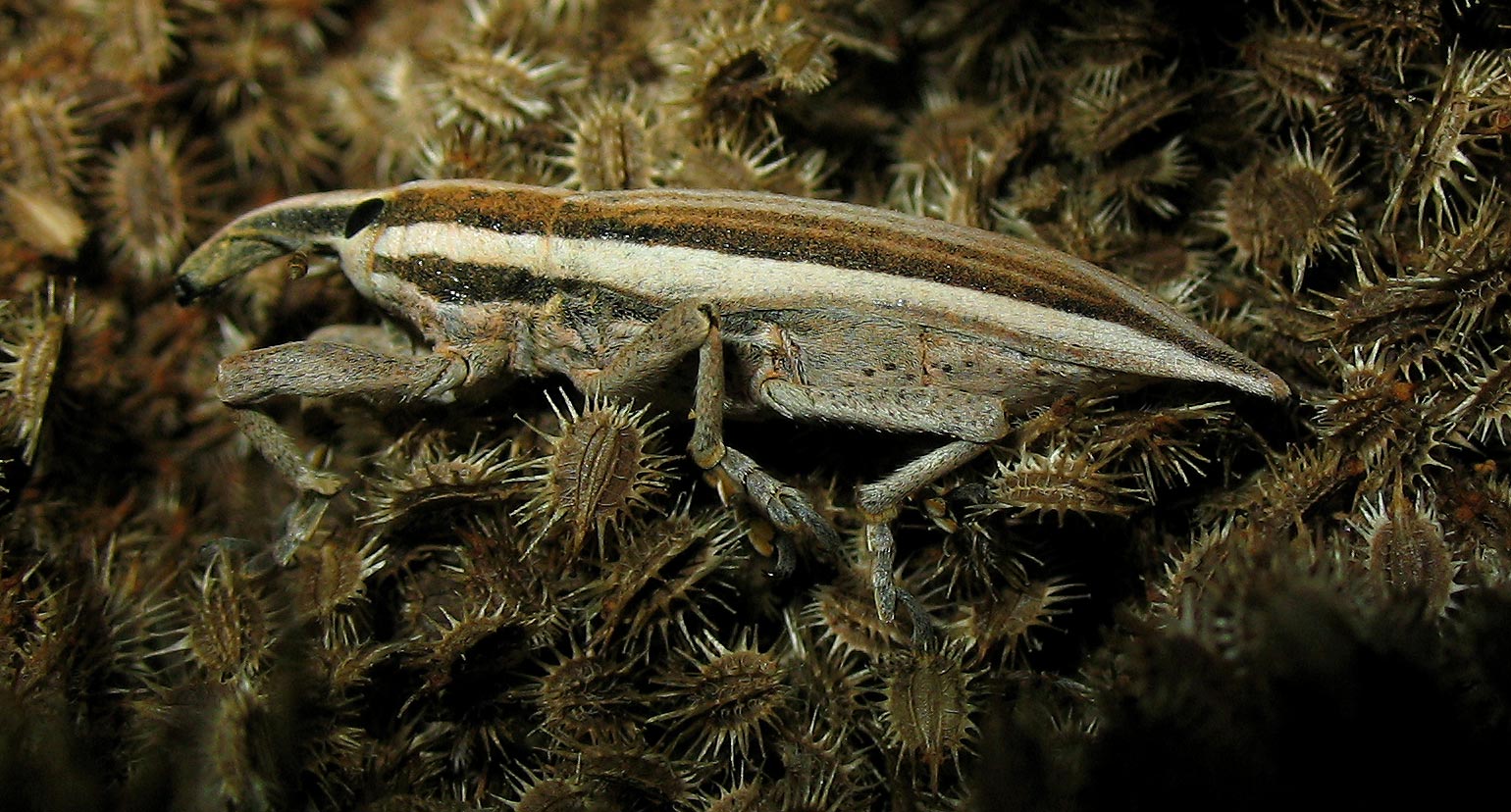 Lixus anguinus