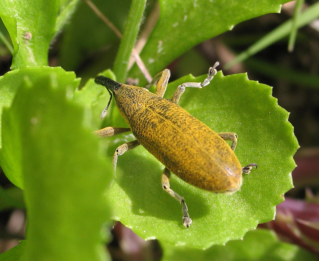 Lixus pulverulentus... ancora lui