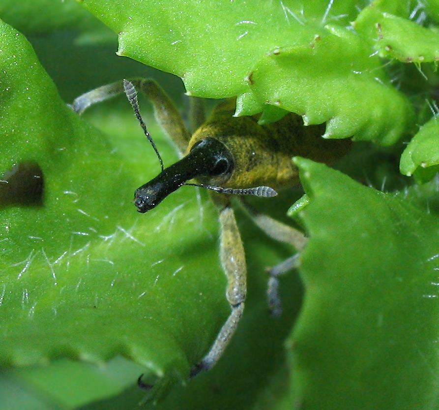 Lixus pulverulentus... ancora lui