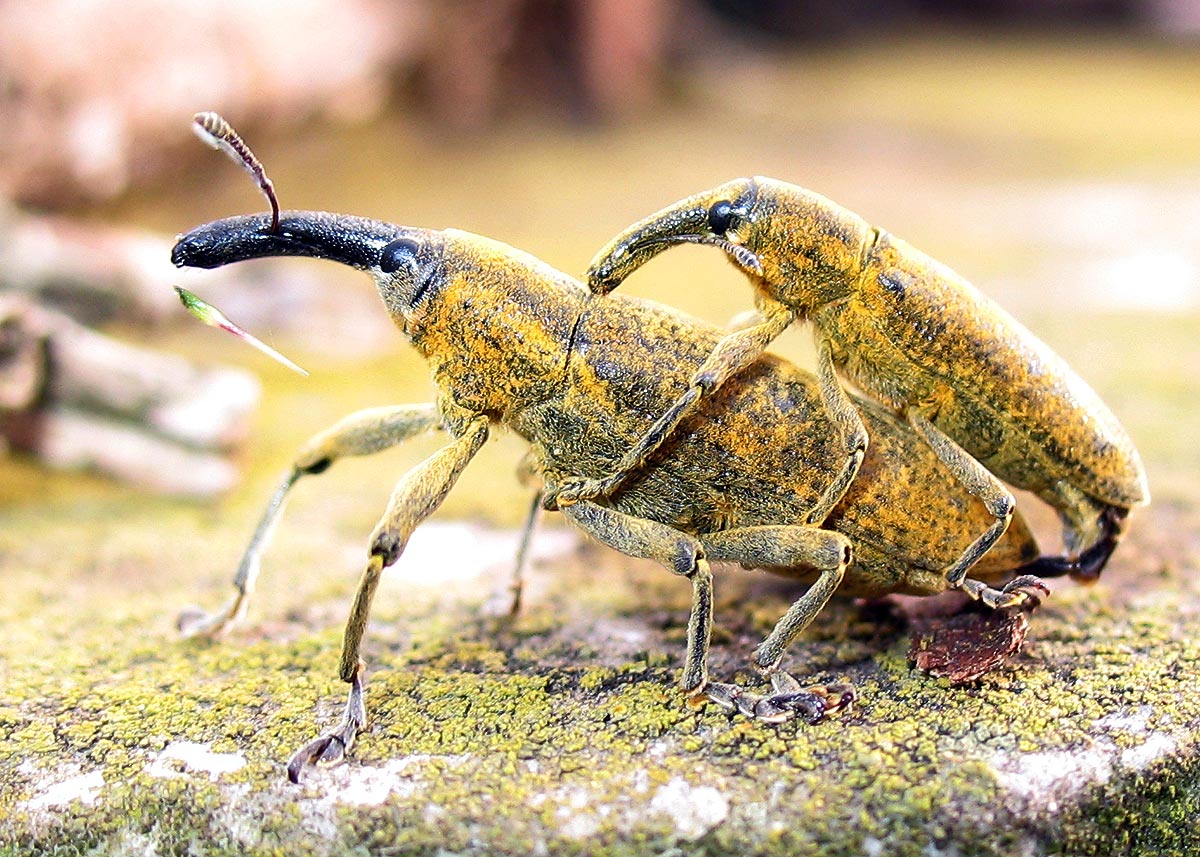 Lixus pulverulentus... ancora lui