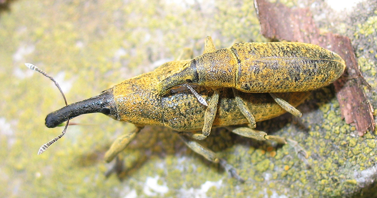 Lixus pulverulentus... ancora lui