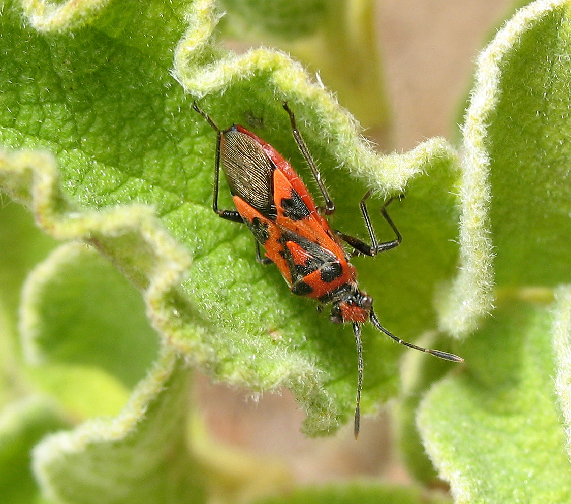 Corizus sp.