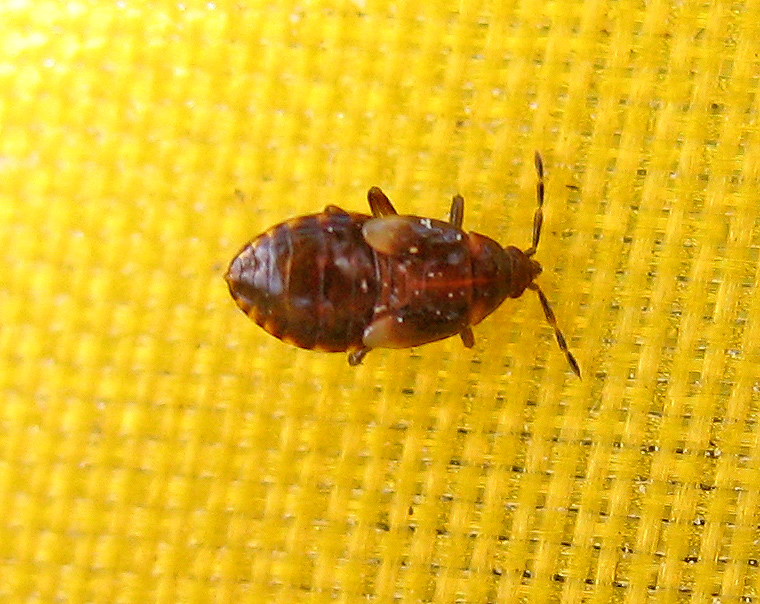 Anthocoridae tutto rosso (Dysepicritus)