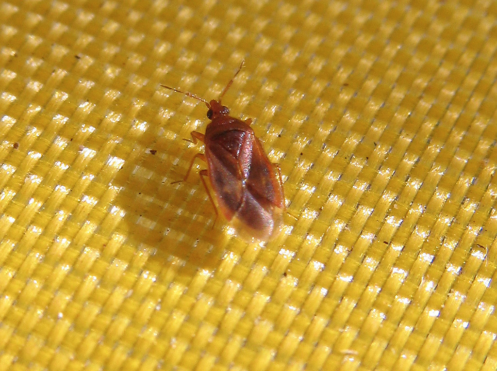 Anthocoridae tutto rosso (Dysepicritus)