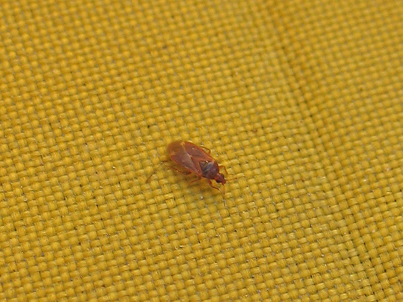 Anthocoridae tutto rosso (Dysepicritus)