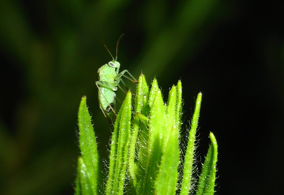 Miridae: Lygocoris (Apolygus) spinolae?