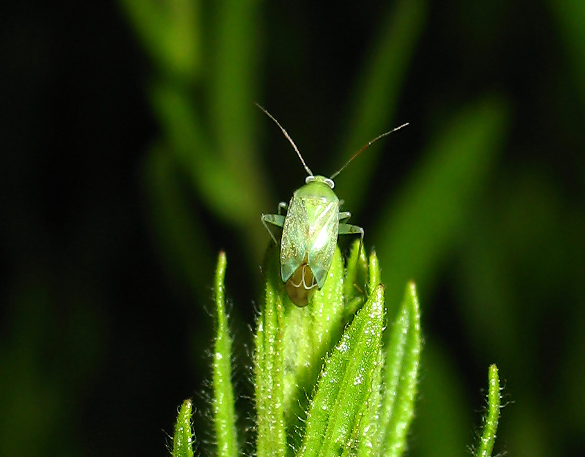 Miridae: Lygocoris (Apolygus) spinolae?