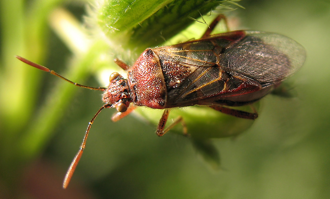 Il primo Lyorhissus hyalinus del 2008