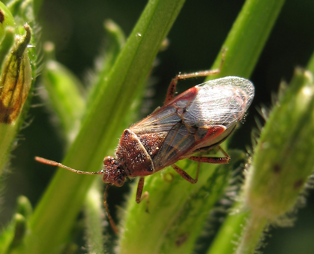 Il primo Lyorhissus hyalinus del 2008